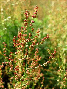 Kleiner Sauerampfer (Rumex acetosella) auf dem Saupferchbuckel im Schwetzinger Hardt