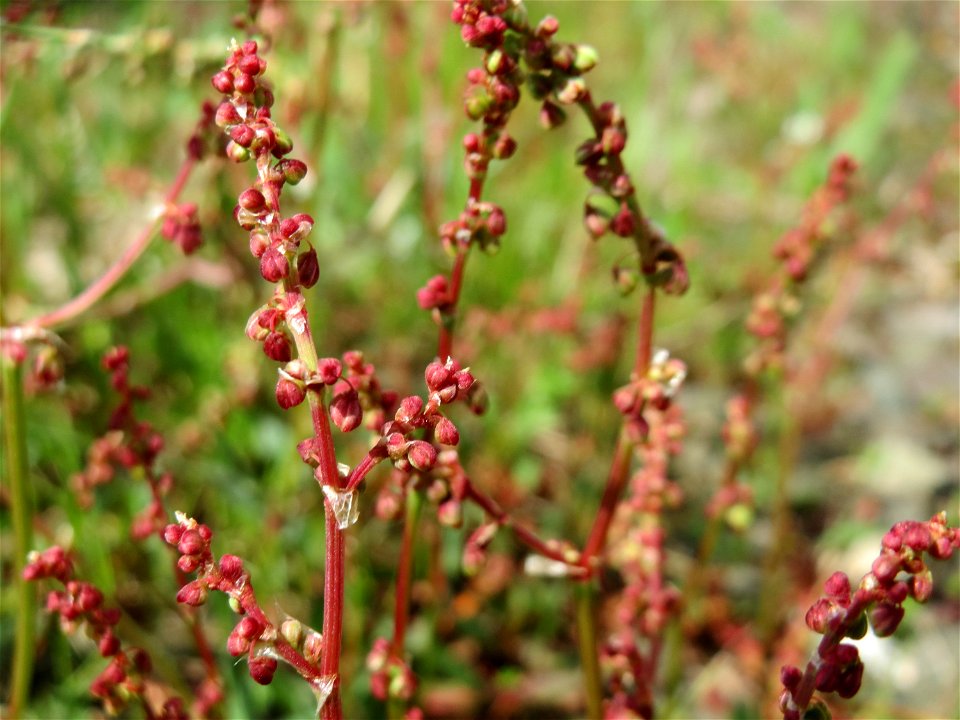 Kleiner Sauerampfer (Rumex acetosella) in Bruchmühlbach-Miesau