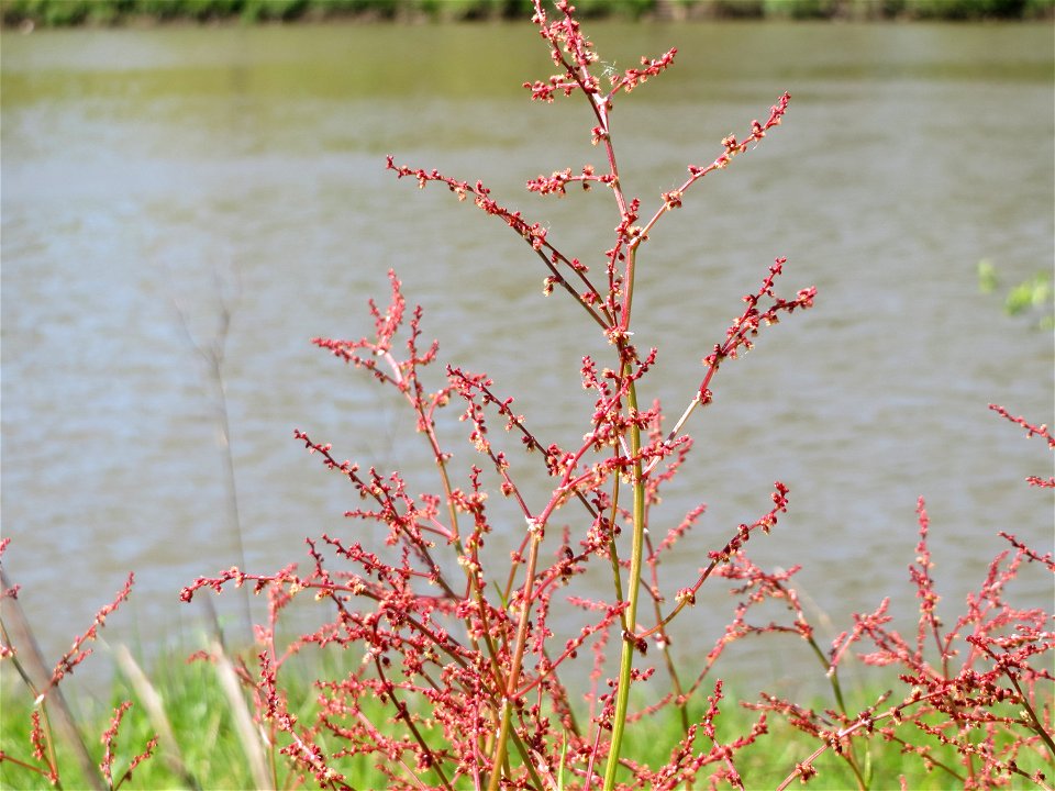 Kleiner Sauerampfer (Rumex acetosella) an der Saar in Saarbrücken