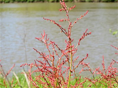 Kleiner Sauerampfer (Rumex acetosella) an der Saar in Saarbrücken