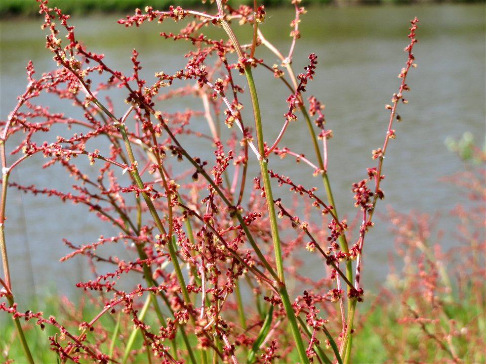 Kleiner Sauerampfer (Rumex acetosella) an der Saar in Saarbrücken