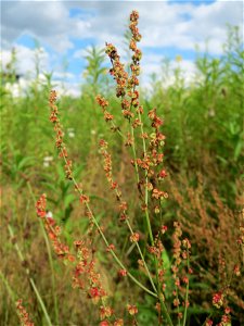 Kleiner Sauerampfer (Rumex acetosella) auf einer Ruderalfläche in Hockenheim-Talhaus