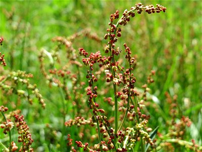 Kleiner Sauerampfer (Rumex acetosella) am Tierfriedhof Saarbrücken - der südliche Teil liegt im Landschaftsschutzgebiet „Drahtzugweiher und das Habsterwiesental“