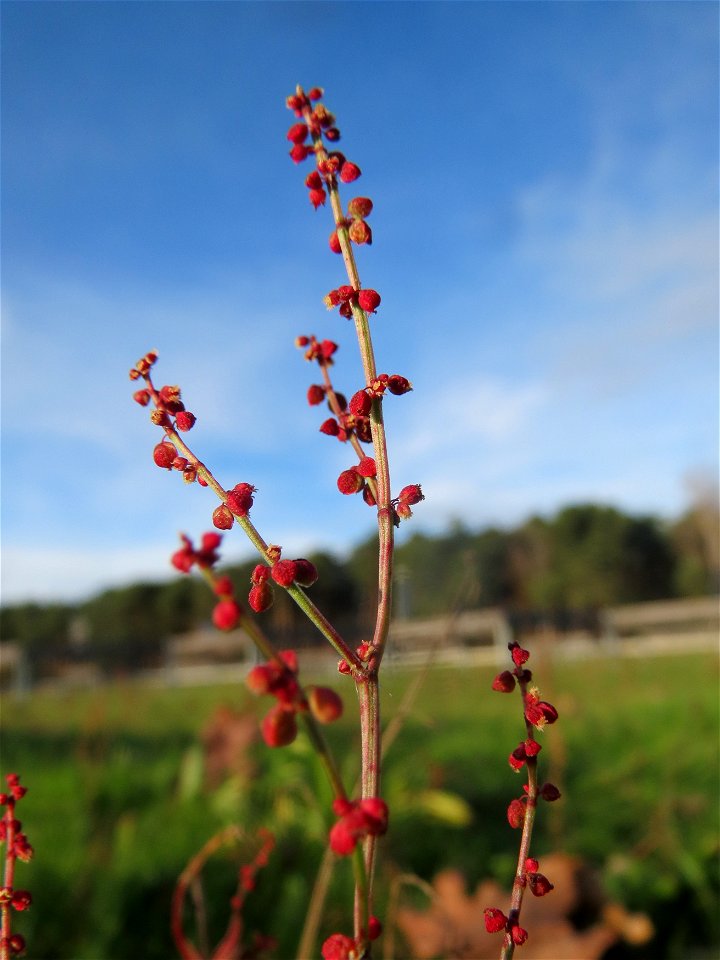 Ungewöhnlich um diese Jahreszeit: Kleiner Sauerampfer (Rumex acetosella) in Hockenheim