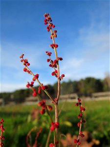Ungewöhnlich um diese Jahreszeit: Kleiner Sauerampfer (Rumex acetosella) in Hockenheim