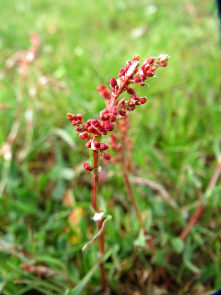 Kleiner Sauerampfer (Rumex acetosella) in Hockenheim