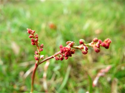 Kleiner Sauerampfer (Rumex acetosella) in Hockenheim