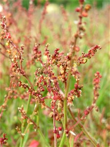 Kleiner Sauerampfer (Rumex acetosella) in Hockenheim