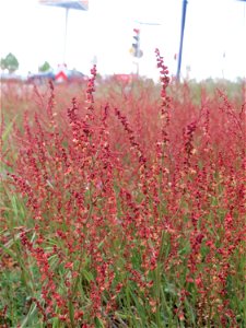 Kleiner Sauerampfer (Rumex acetosella) in Hockenheim-Talhaus - bildet im Frühling auf Sandtrockenrasen einen roten Teppich