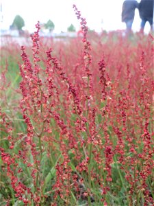 Kleiner Sauerampfer (Rumex acetosella) in Hockenheim-Talhaus - bildet im Frühling auf Sandtrockenrasen einen roten Teppich