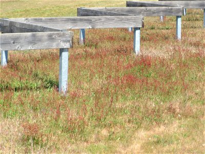 Kleiner Sauerampfer (Rumex acetosella) auf einer Parkplatz-Wiese in Hockenheim - im Frühling bildet er auf Sand-Trockenrasen eimen roten Tepptch