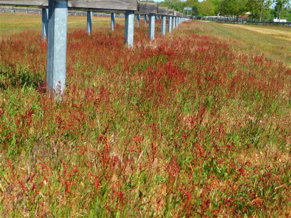 Kleiner Sauerampfer (Rumex acetosella) auf einer Parkplatz-Wiese in Hockenheim - im Frühling bildet er auf Sand-Trockenrasen eimen roten Tepptch