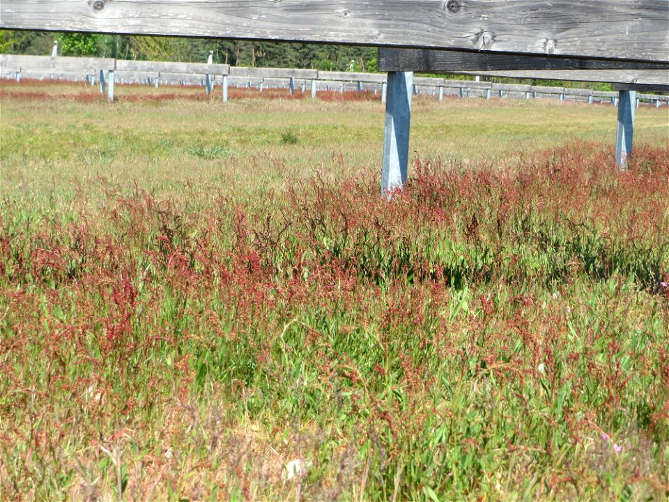 Kleiner Sauerampfer (Rumex acetosella) auf einer Parkplatz-Wiese in Hockenheim - im Frühling bildet er auf Sand-Trockenrasen eimen roten Tepptch