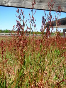 Kleiner Sauerampfer (Rumex acetosella) auf einer Parkplatz-Wiese in Hockenheim - im Frühling bildet er auf Sand-Trockenrasen eimen roten Tepptch