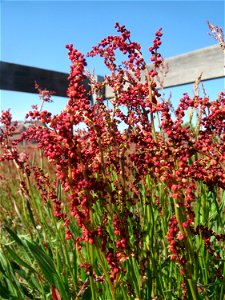 Kleiner Sauerampfer (Rumex acetosella) auf einer Parkplatz-Wiese in Hockenheim - im Frühling bildet er auf Sand-Trockenrasen eimen roten Tepptch