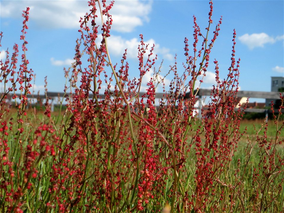 Kleiner Sauerampfer (Rumex acetosella) auf einer Parkplatzwiese in Hockenheim