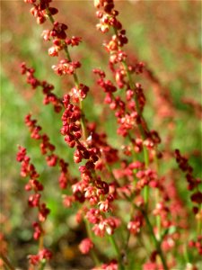 Kleiner Sauerampfer (Rumex acetosella) in Saarbrücken
