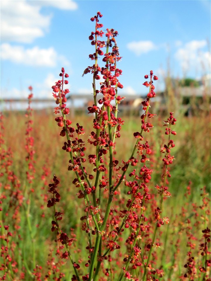 Kleiner Sauerampfer (Rumex acetosella) auf einer Parkplatzwiese in Hockenheim