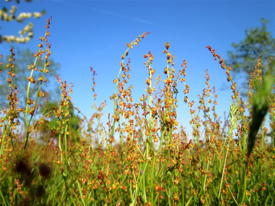 Kleiner Sauerampfer (Rumex acetosella) auf einer Parkplatz-Wiese in Hockenheim - im Frühling bildet er auf Sand-Trockenrasen eimen roten Tepptch