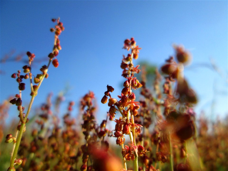 Kleiner Sauerampfer (Rumex acetosella) auf einer Parkplatz-Wiese in Hockenheim - im Frühling bildet er auf Sand-Trockenrasen eimen roten Tepptch