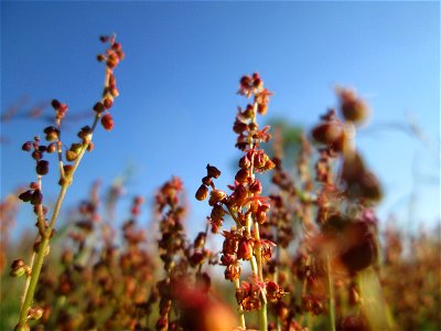 Kleiner Sauerampfer (Rumex acetosella) auf einer Parkplatz-Wiese in Hockenheim - im Frühling bildet er auf Sand-Trockenrasen eimen roten Tepptch