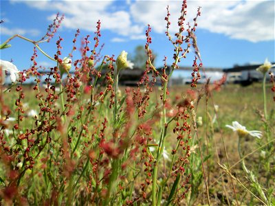 Kleiner Sauerampfer (Rumex acetosella) auf einer Parkplatz-Wiese in Hockenheim