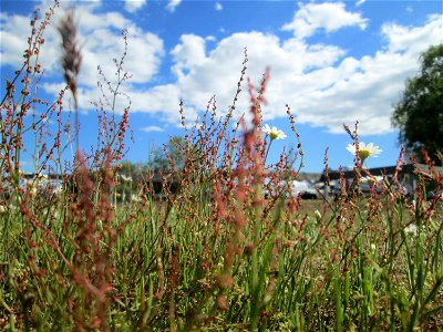 Kleiner Sauerampfer (Rumex acetosella) auf einer Parkplatz-Wiese in Hockenheim