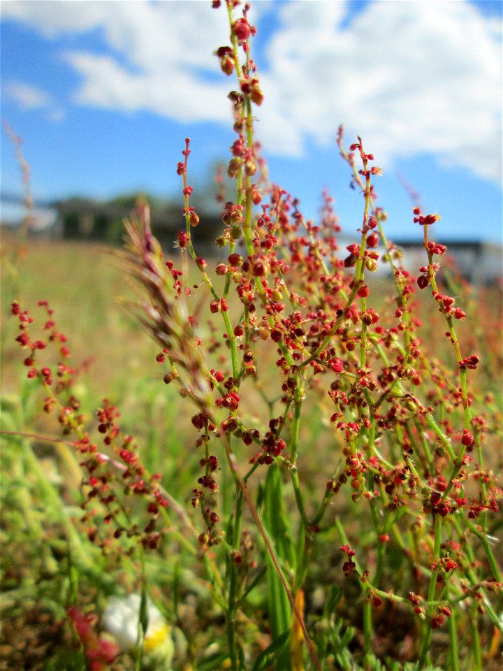Kleiner Sauerampfer (Rumex acetosella) auf einer Parkplatz-Wiese in Hockenheim