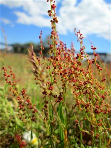 Kleiner Sauerampfer (Rumex acetosella) auf einer Parkplatz-Wiese in Hockenheim