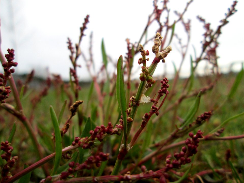 Kleiner Sauerampfer (Rumex acetosella) in Hockenheim