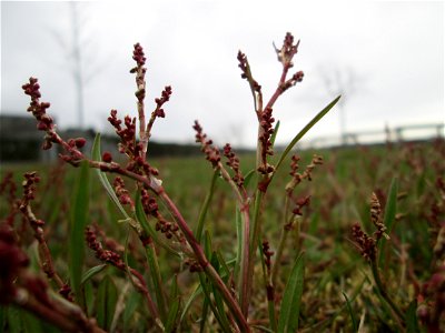 Kleiner Sauerampfer (Rumex acetosella) in Hockenheim