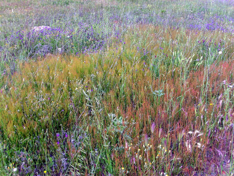 Rumex acetosella habit Campo de Calatrava, Spain
