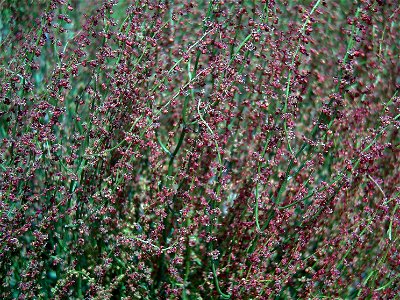 Rumex acetosella close up, Solana del Pino Sierra Madrona, Spain.