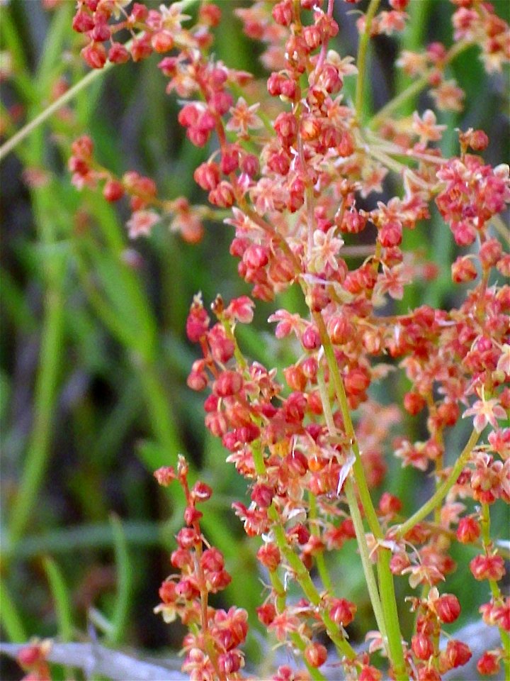 Rumex acetosella habit Campo de Calatrava, Spain