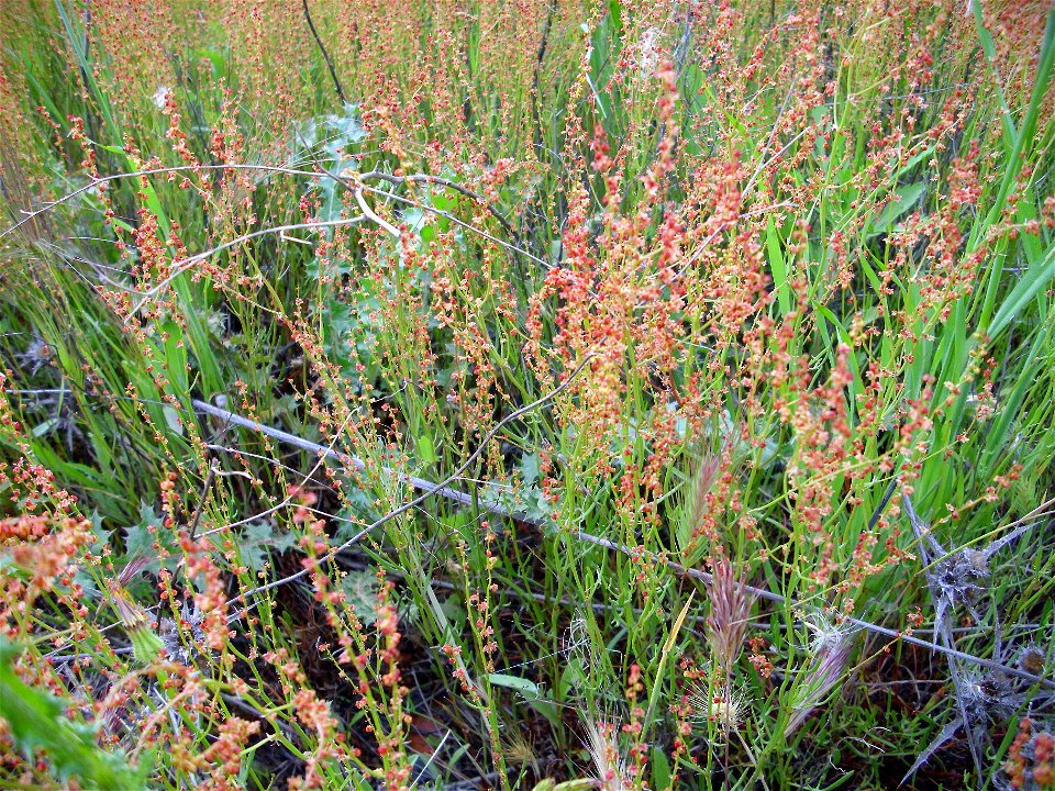 Rumex acetosella habit Campo de Calatrava, Spain