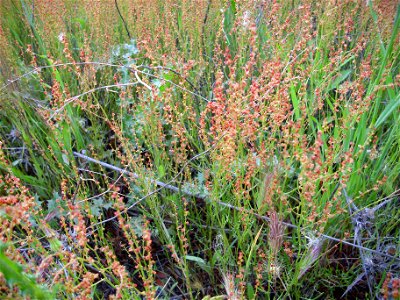 Rumex acetosella habit Campo de Calatrava, Spain