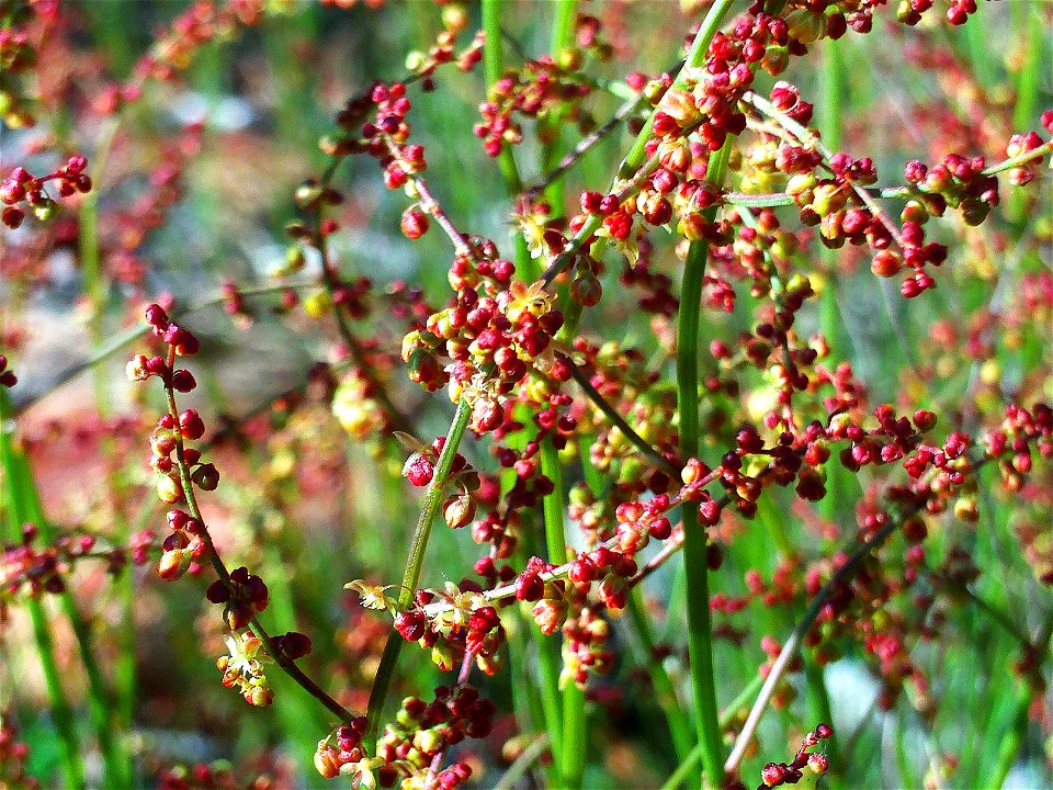 Rumex acetosella flowers close up, Dehesa Boyal de Puertollano, Spain
