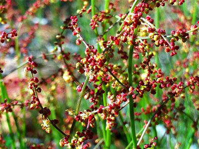 Rumex acetosella flowers close up, Dehesa Boyal de Puertollano, Spain