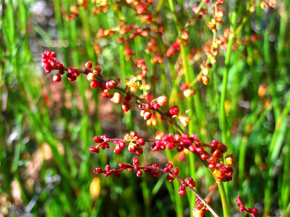 Rumex acetosella flowers close up, Dehesa Boyal de Puertollano, Spain