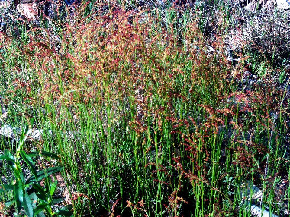 Rumex acetosella habit, Dehesa Boyal de Puertollano, Spain
