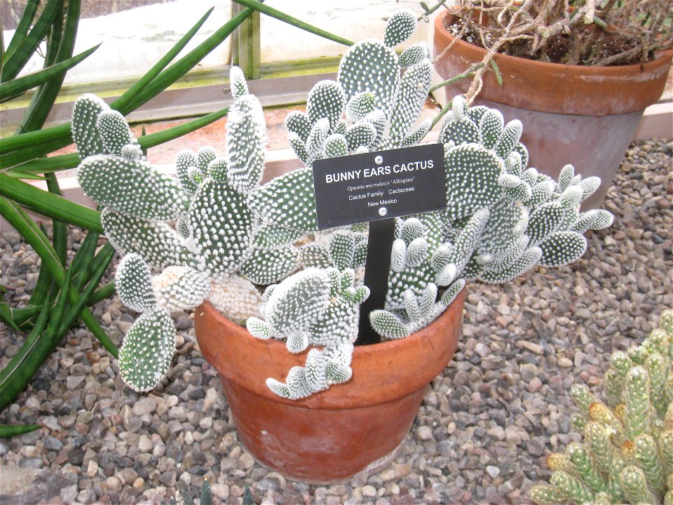 Opuntia microdasys var. albispina specimen in the Buffalo and Erie Country Botanical Gardens, Buffalo, New York, USA.