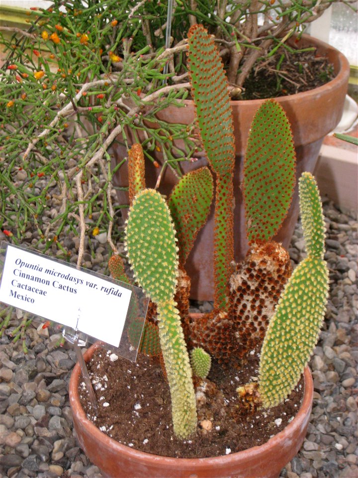 Opuntia microdasys specimen in the Buffalo and Erie Country Botanical Gardens, Buffalo, New York, USA.
