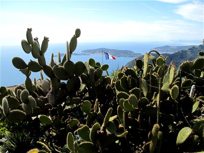 Opuntia microdasys in the botanic garden of Eze, France
