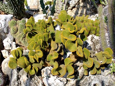 Opuntia microdasys cristata in the exotic garden of Monaco