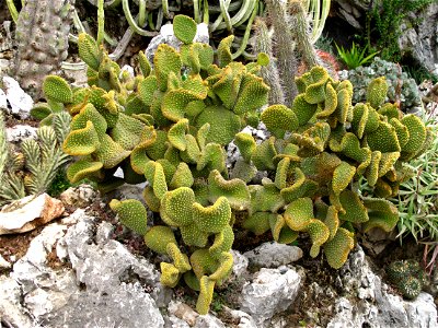 Opuntia microdasys cristata in the exotic garden of Monaco.