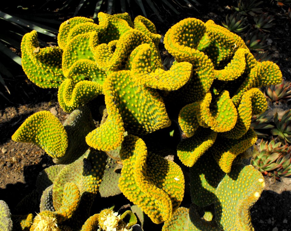 Opuntia microdasys at the Huntington Library & Botanical Gardens in San Marino, California, USA. Identified by sign.