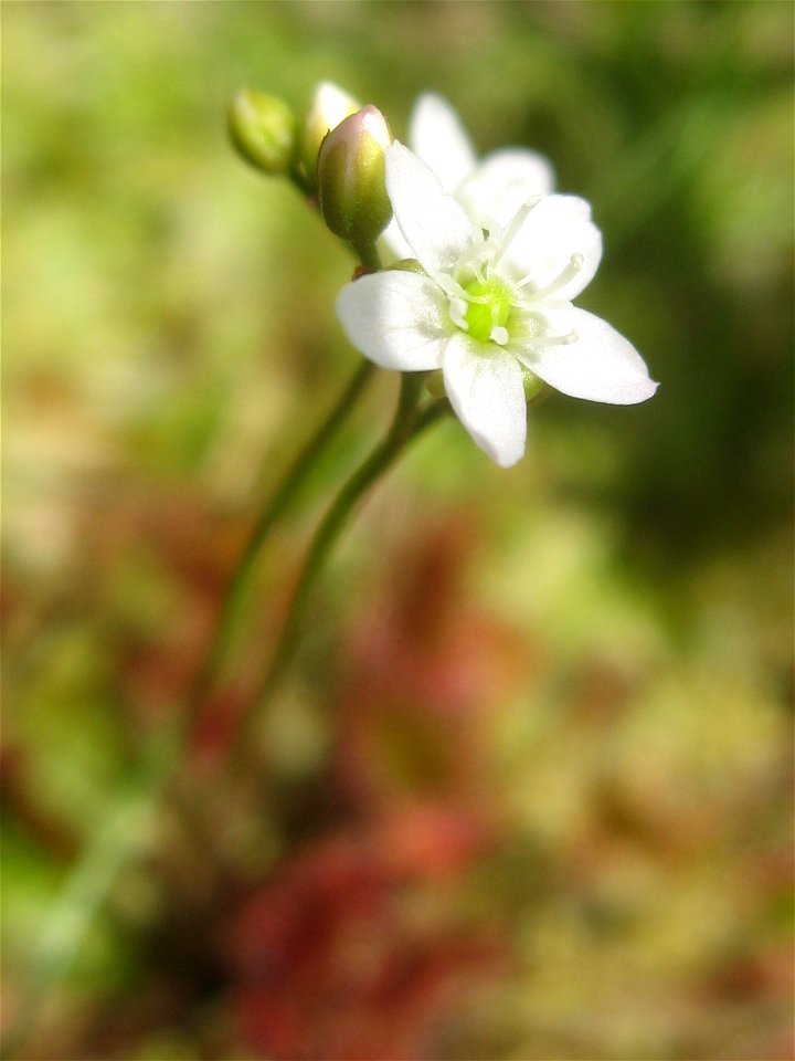 Drosera rotundifolia, Mt. Aizu-Koma, Fukushima pref., Japan