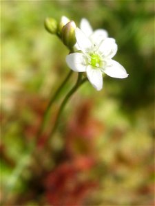 Drosera rotundifolia, Mt. Aizu-Koma, Fukushima pref., Japan
