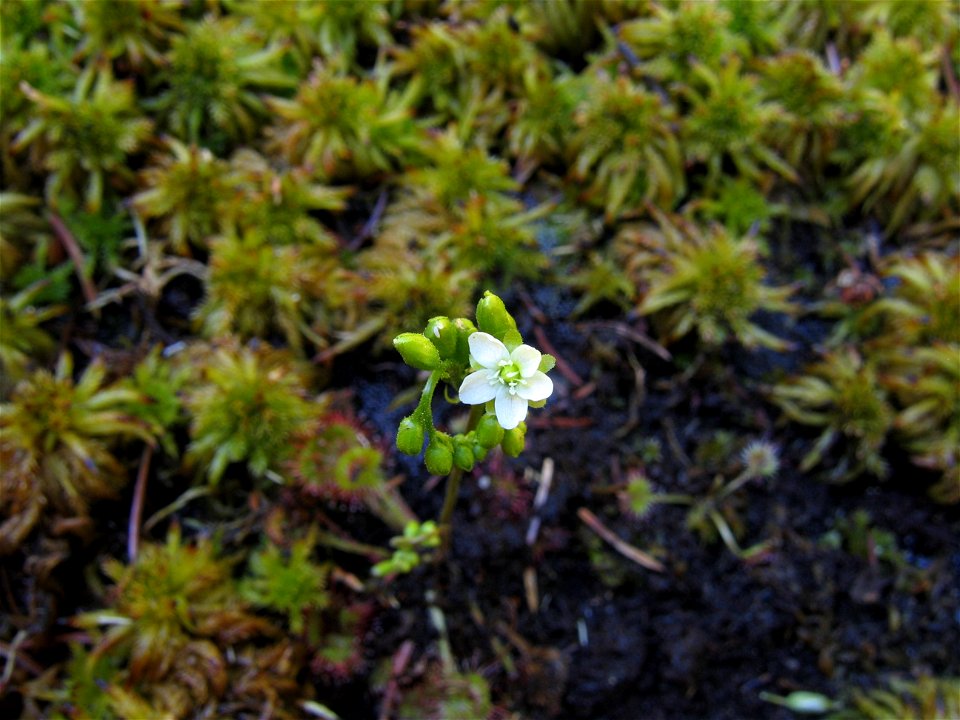 Drosera rotundifolia - flower - growing in "garden moorland"