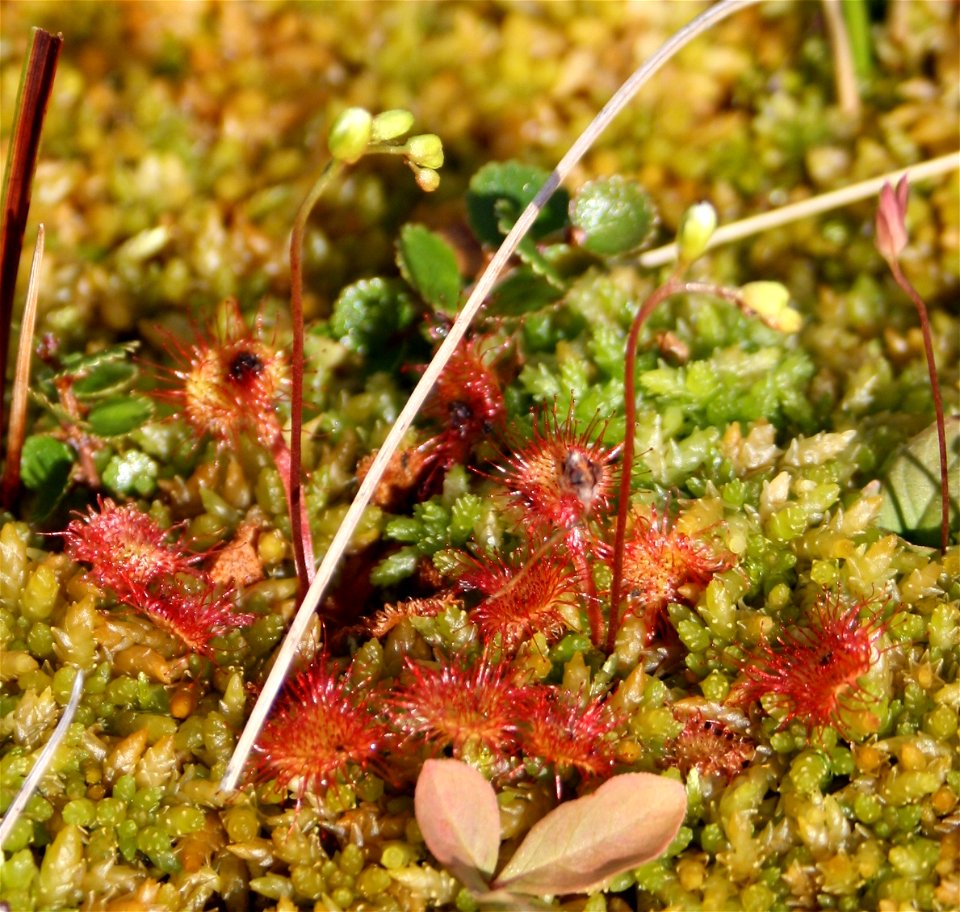 Drosera rotundifolia in Vesterfjella, Vefsn, Norway